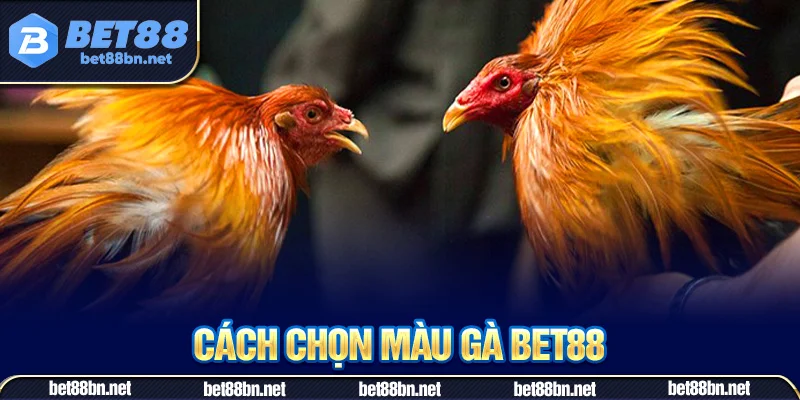 Cách Chọn Màu Gà Bet88– Đặc Điểm Của Một Chiến Kê Hùng Mạnh
